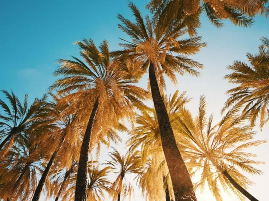 Anaheim: Hollywood Grand Tour with Hotel Pickup - Lunch at The Grove and Farmer’s Market