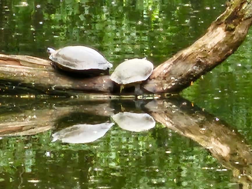 Central Park, NY: Nature, Architecture and Movie Scenes Tour - Who should book this Central Park walk?