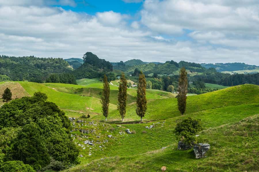 From Auckland: Hobbiton and Waitomo Day Tour with Lunch - A Green Dragon drink and a generous Hobbiton lunch