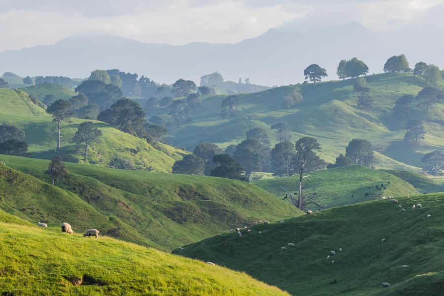 From Auckland: Hobbiton Movie Set Day Tour with Picnic Lunch - The two-hour return to Auckland