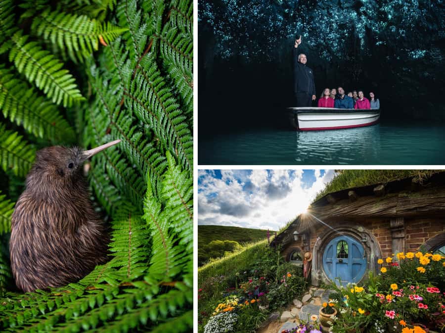 From Auckland: Hobbiton, Waitomo Caves & Kiwi House Tour - Key points at a glance