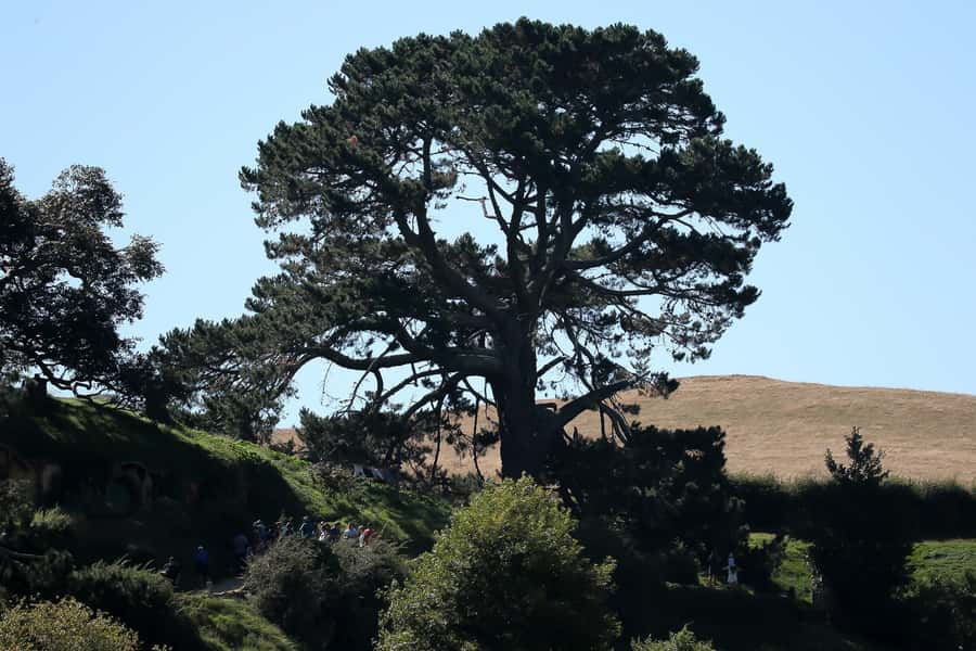 From Auckland or Rotorua: Hobbiton & Waitomo Tour with Lunch - The one-way transfer option