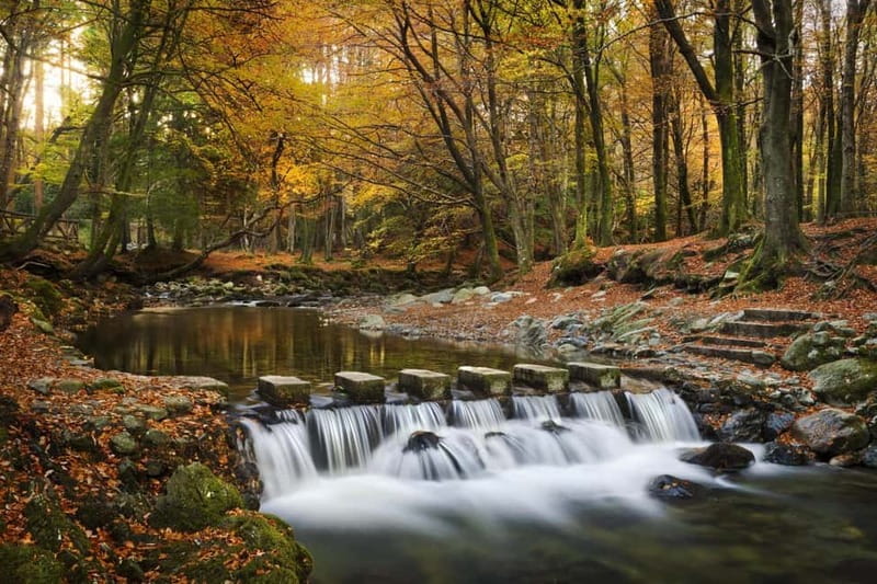 From Newcastle: Game of Thrones Tollymore Forest Trek - Key Points Before You Book