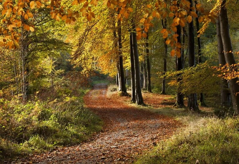 From Newcastle: Game of Thrones Tollymore Forest Trek - Why Tollymore Works So Well for Game of Thrones
