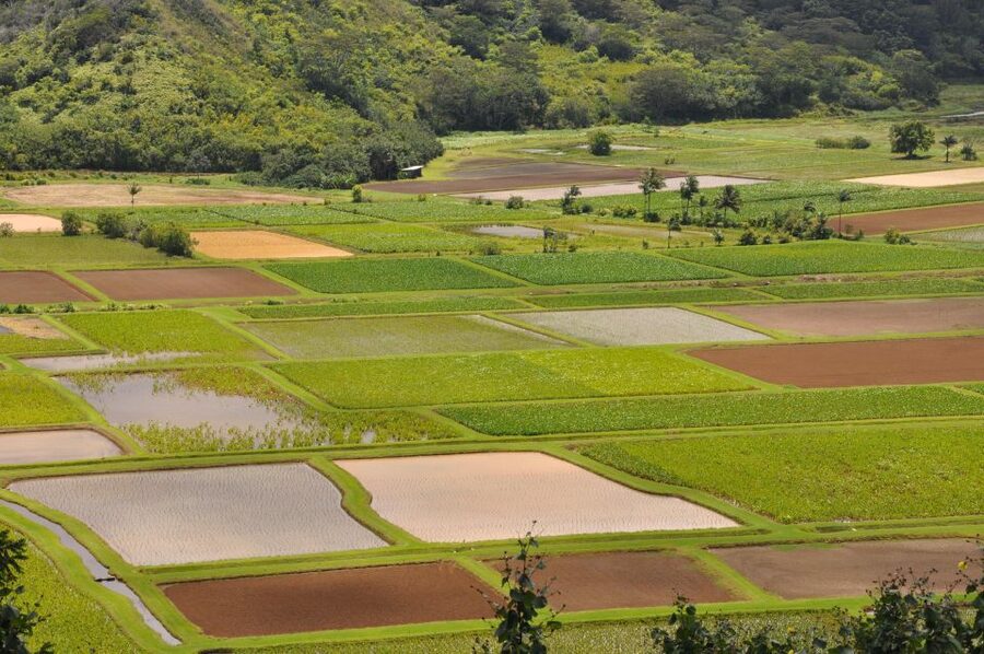 From Oahu: Kauai Highlights & Movie Sites - What the small-group format changes