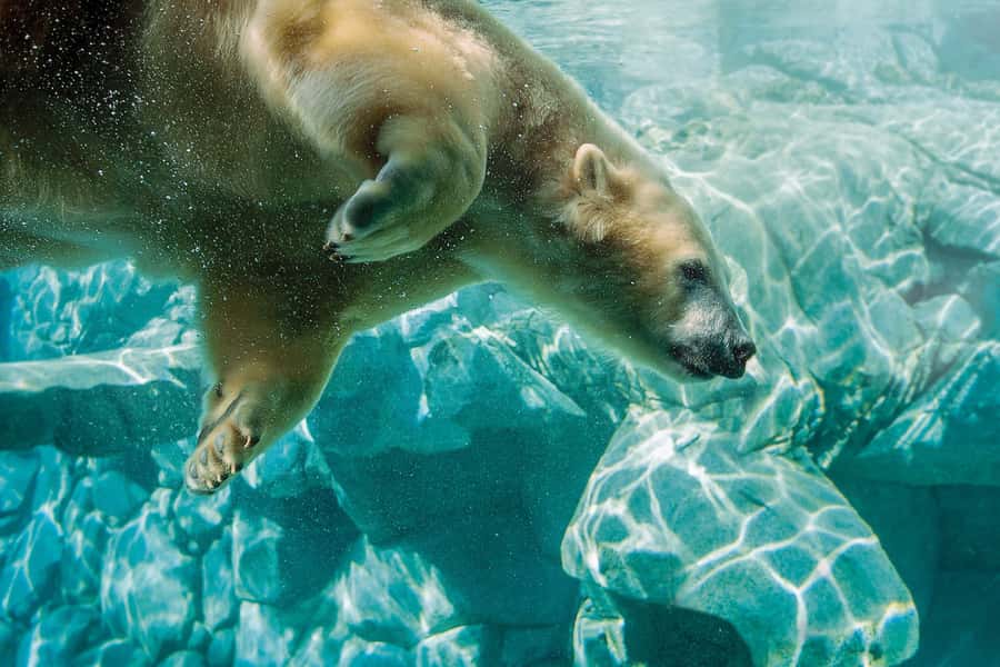 Gold Coast: Movie World, Sea World, Wet'n'Wild 14-Day Pass - Should you book it?