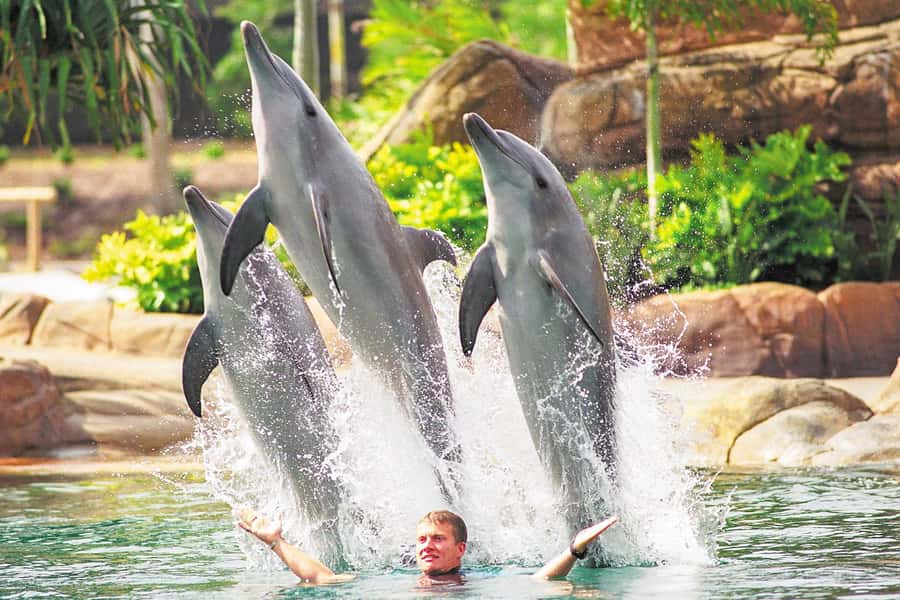 Gold Coast: Movie World, Sea World, Wet'n'Wild 14-Day Pass - Sea World: a calmer change of pace