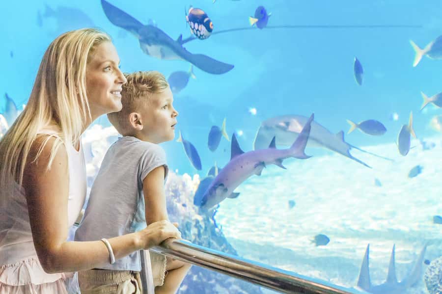 Gold Coast: Movie World, Sea World & Wet'n'Wild 7-Day Pass - How the Seven-Day Pass Really Works