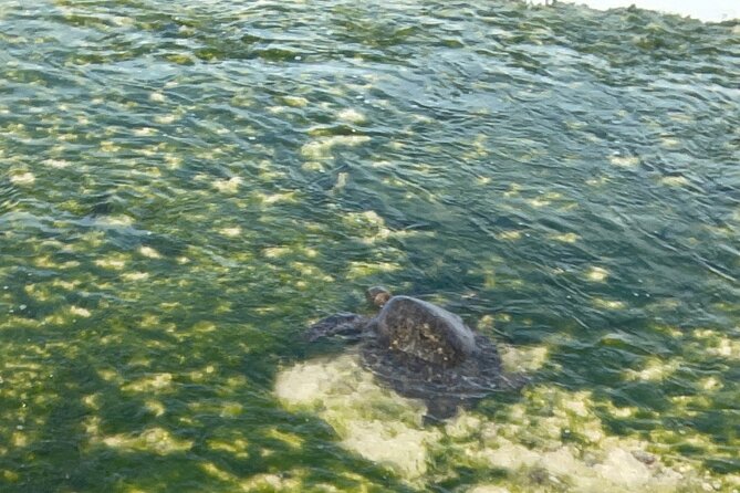 Half Day Deluxe Island Movie Tour: LOST, Jurassic, Pirates - Turtle Bay lunch and a North Shore pause