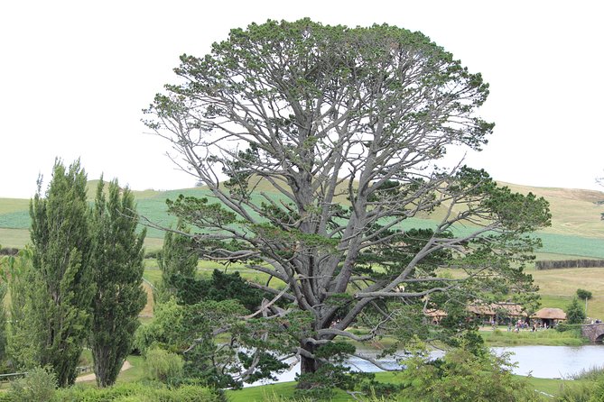 Hobbiton Afternoon Tour in Luxury Minibus from Auckland - The ride through Waikato country