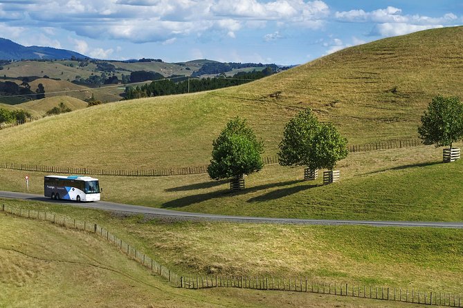 Hobbiton Day Tour from Rotorua with lunch at Hobbiton - Why this Rotorua to Hobbiton outing works
