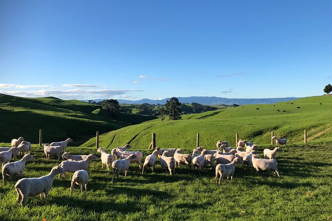 Hobbiton Movie Set Day Tour - Is the $213.79 price good value?