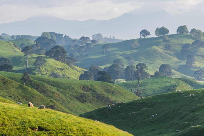 Hobbiton Movie Set Guided Day Tour with Lunch from Auckland - Is $204.79 good value?
