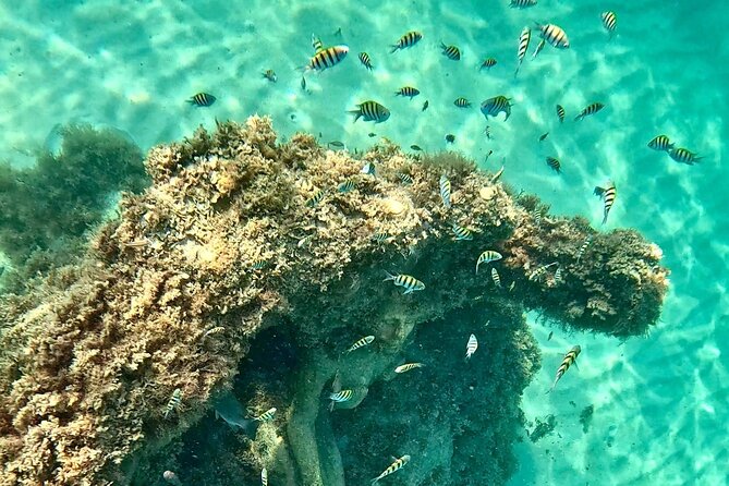 Hollywood Snorkel, Kayak & Paddleboard with Reefs and Sculptures - A Small-Group Start at Hollywood Beach