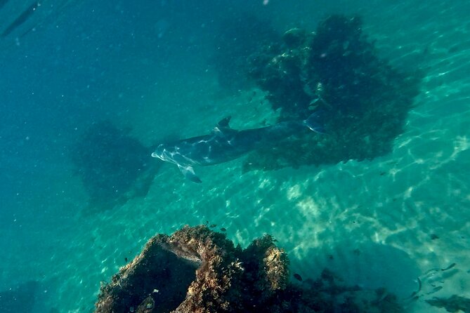 Hollywood Snorkel, Kayak & Paddleboard with Reefs and Sculptures - Is $89 a Fair Price?