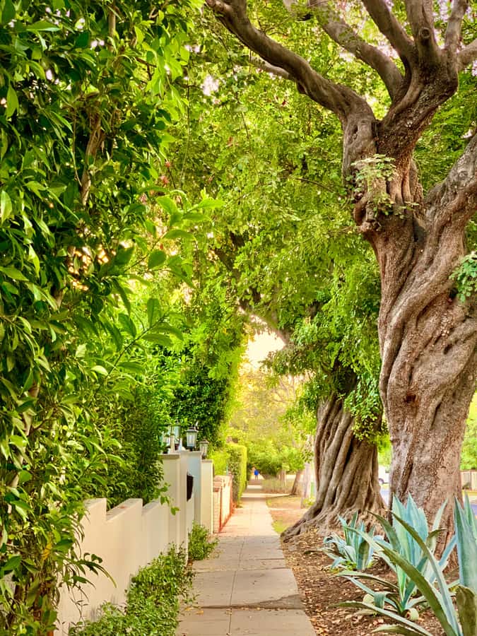 Hollywood Walking & Hiking Sunset Tour with LA Skyline Views - TCL Chinese Theatre and the heart of the Walk of Fame