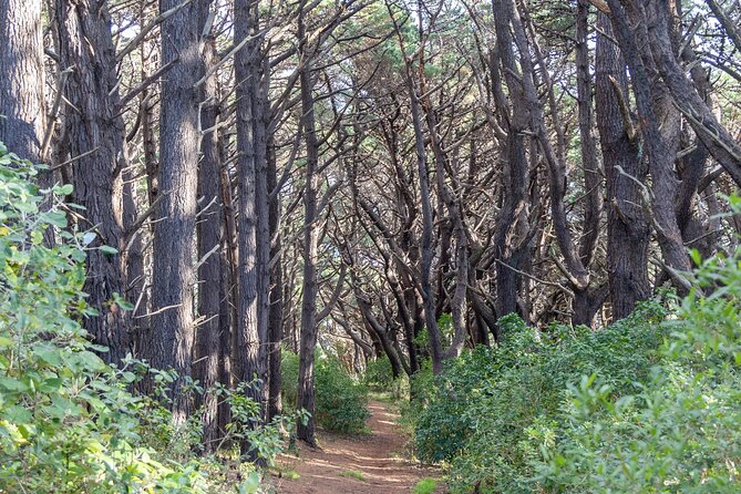 Lord of the Rings 1/2 day Tour to rule them all incl. Weta Tour - Pickup from Wellington and the first fifteen minutes