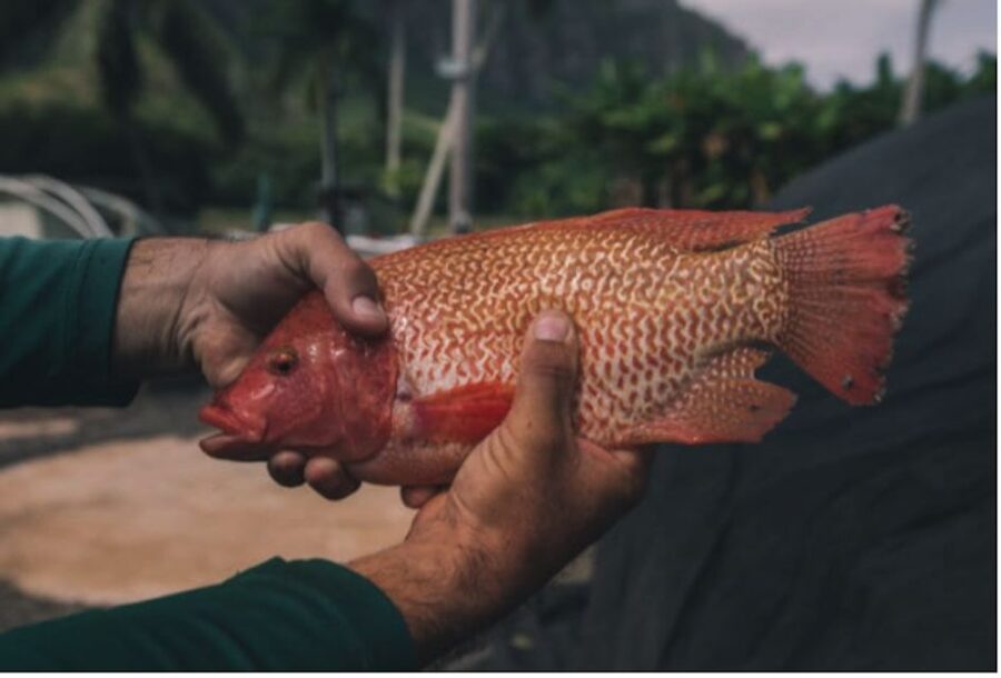 Oahu: Kualoa Movie Sites, Jungle, and Buffet Tour Package - Should you book the Kualoa Ranch package?