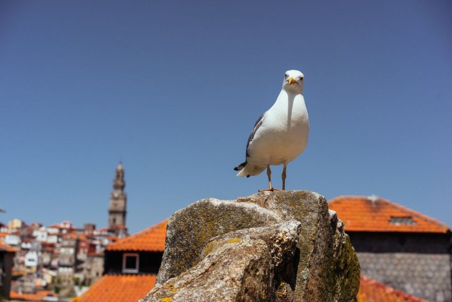 Porto: Harry Potter’s Inspiration Tour - Key points to know before you book