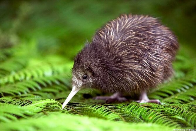 Private 3 Days Tour From Auckland: Hobbiton, Hamilton, Rotorua & Waitomo Caves - Who should book this three-day tour?