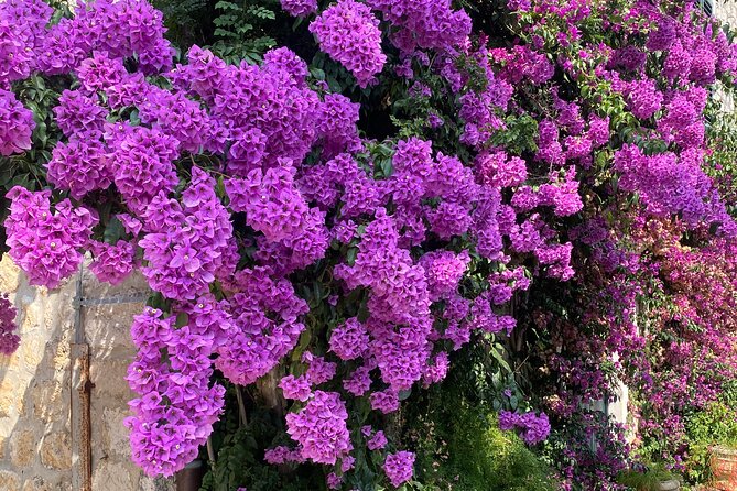 Private Game of Thrones Tour with King's Landing Garden - Trsteno Arboretum: the garden beyond King’s Landing