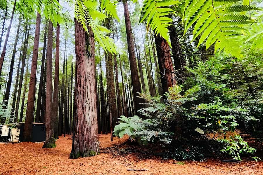 Private Hobbiton & BlueSprings & Redwood forest fromAuckland - Key points to know before booking