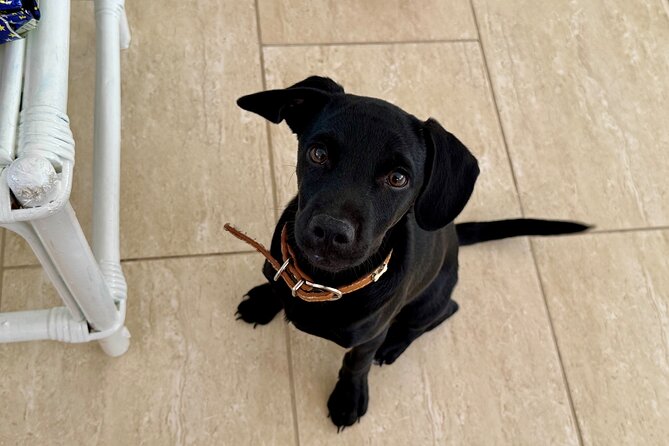 Puppies and Movies: A Feel-Good Film Night with Rescue Pups - Popcorn, Nachos, and A Relaxed Two-Hour Pace