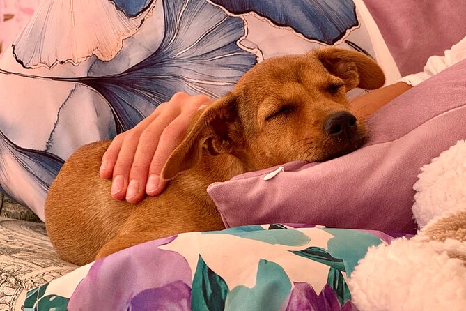 Puppies and Movies: A Feel-Good Film Night with Rescue Pups - Meeting The Rescue Puppies Before The Film