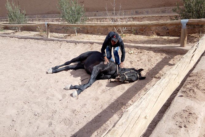 Ride the cast of famous Hollywood movies on set in their natural environment! - The guides and the level of care