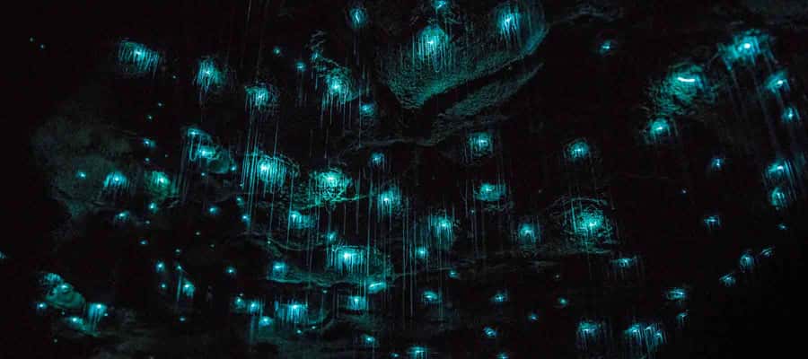 Rotorua: One-Way Trip to Auckland via Hobbiton & Waitomo - Key points to know before booking