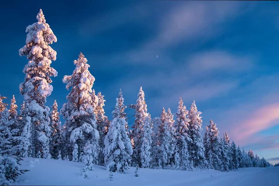 Rovaniemi: Snowy Forest Like in the Movies 3 Hour Tour - Entering a Forest Covered in Snow