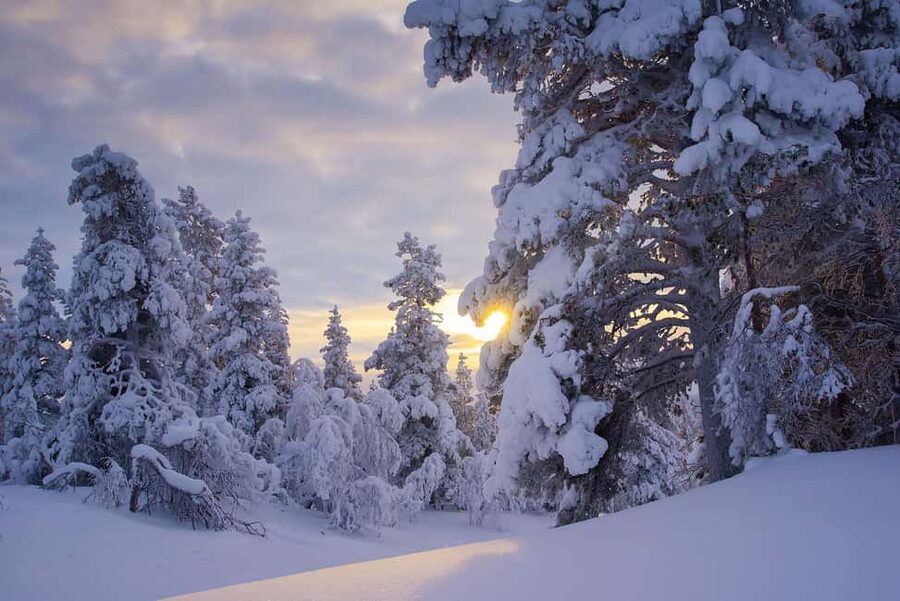 Rovaniemi: Snowy Forest Like in the Movies 3 Hour Tour - Aneeq’s Role as Guide and Photographer