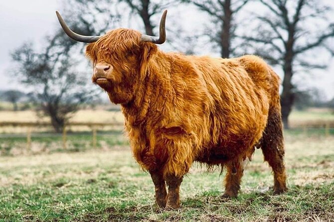 Urquhart Castle, Culloden, Clava Cairns, Loch Ness - Highland cows and alpacas near Beauly