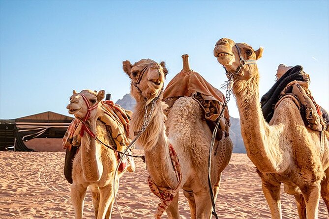 Wadi Rum Private Tour from Petra with Martian and Star Wars Film Site - Who will enjoy this Petra day trip most?